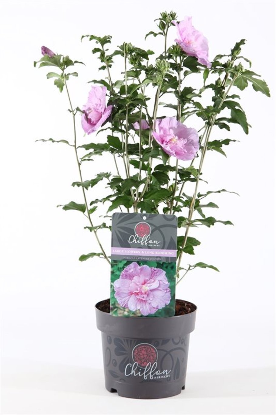 Hibiscus syr. 'Lavender Chiffon' - C3